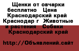 Щенки от овчарки бесплатно › Цена ­ 1 - Краснодарский край, Краснодар г. Животные и растения » Собаки   . Краснодарский край